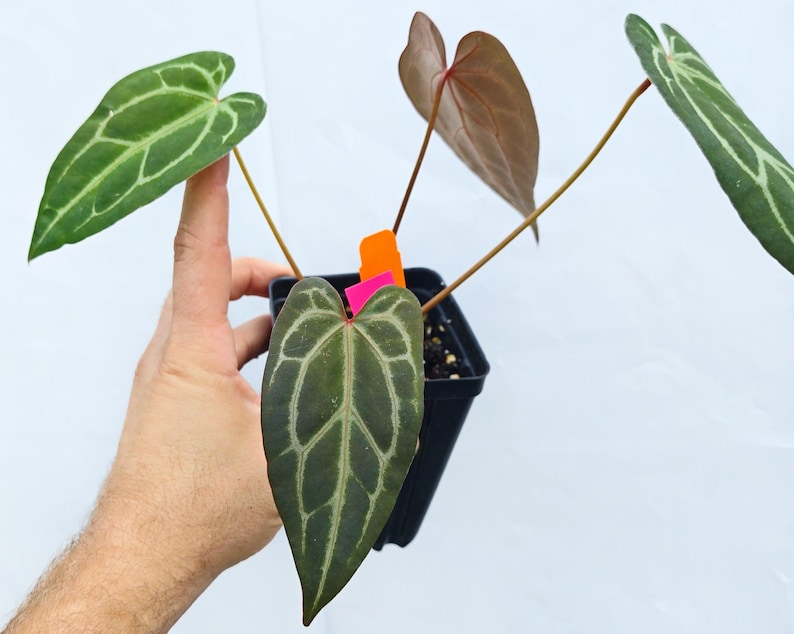 Anthurium 'Swampmannii #3' x ('Rotundatum X' / 'Doc Block Purple F2') (CS25) image 2