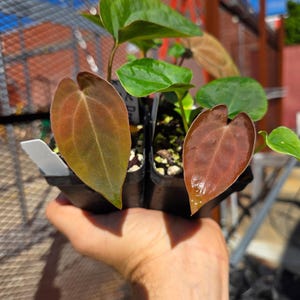 Anthurium ('Ree Gardens Dresslerei' / 'R.G Papillilaminum') x ('Rotundatum X'/'Doc Block Purple F2') (A91) image 1