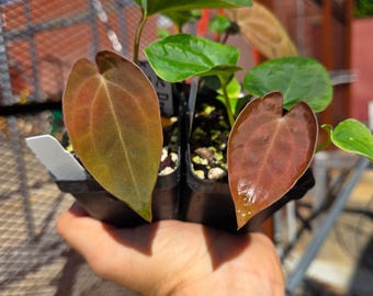 Anthurium ('Ree Gardens Dresslerei' / 'R.G Papillilaminum') x ('Rotundatum X'/'Doc Block Purple F2') (A91)