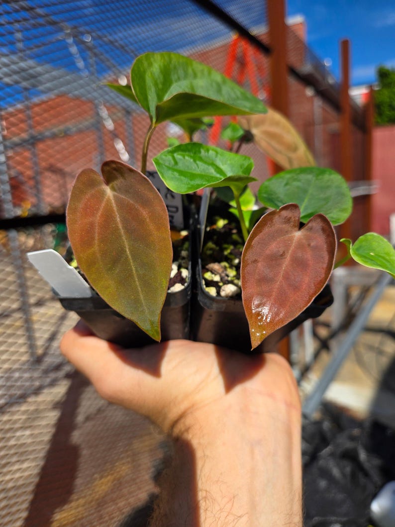 Anthurium ('Ree Gardens Dresslerei' / 'R.G Papillilaminum') x ('Rotundatum X'/'Doc Block Purple F2') (A91) image 1