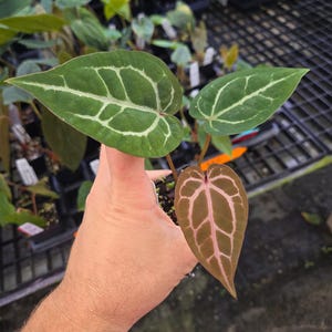 Anthurium 'SKG Red Crystal Mag' x 'Doc Block Purple F2' (A102) imagen 3