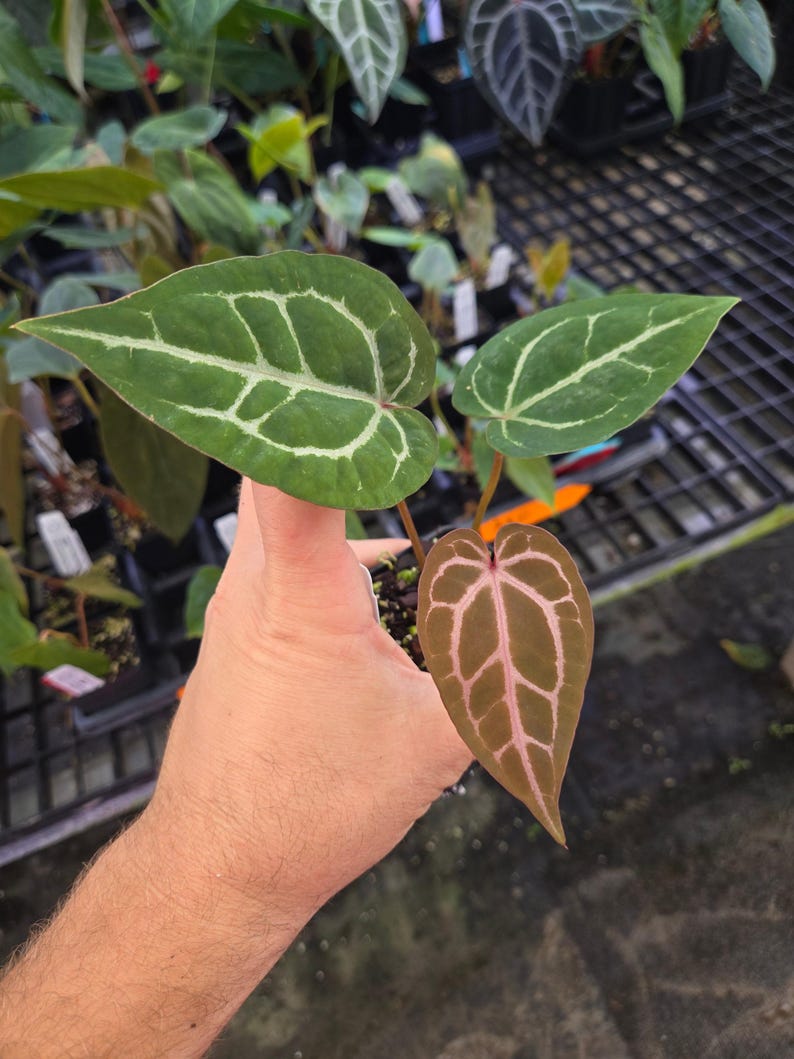 Anthurium 'SKG Red Crystal Mag' x 'Doc Block Purple F2' (A102) imagen 3