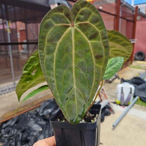 Anthurium ('SKG AOS'/ 'Tim's Black') x 'Doc Block Purple F2' (CS26) imagen 1