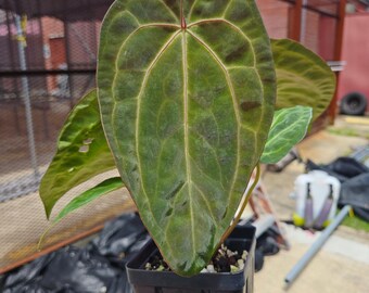 Anthurium ('SKG AOS'/ 'Tim's Black') x 'Doc Block Purple F2' (CS26)