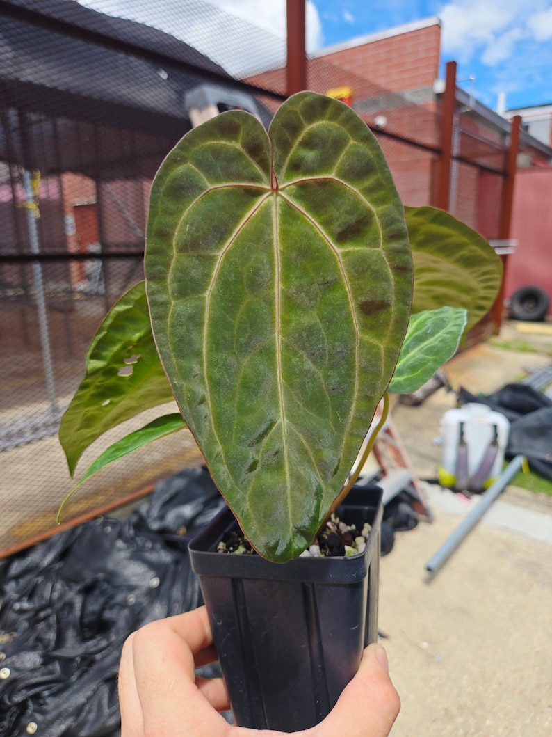 Anthurium ('SKG AOS'/ 'Tim's Black') x 'Doc Block Purple F2' (CS26) imagen 1