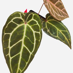 Anthurium ('Tim Anderson Crystal Mag'/ 'Tims Black') x 'Doc Block Purple F2' (CS11) image 3