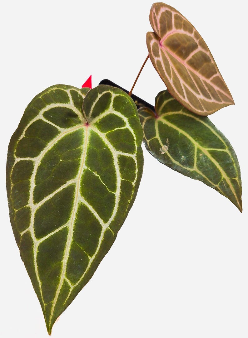 Anthurium ('Tim Anderson Crystal Mag'/ 'Tims Black') x 'Doc Block Purple F2' (CS11) image 3