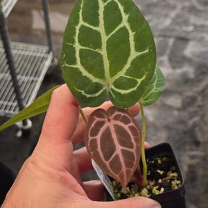 Anthurium 'SKG Red Crystal Mag' x 'Doc Block Purple F2' (A102) imagen 4