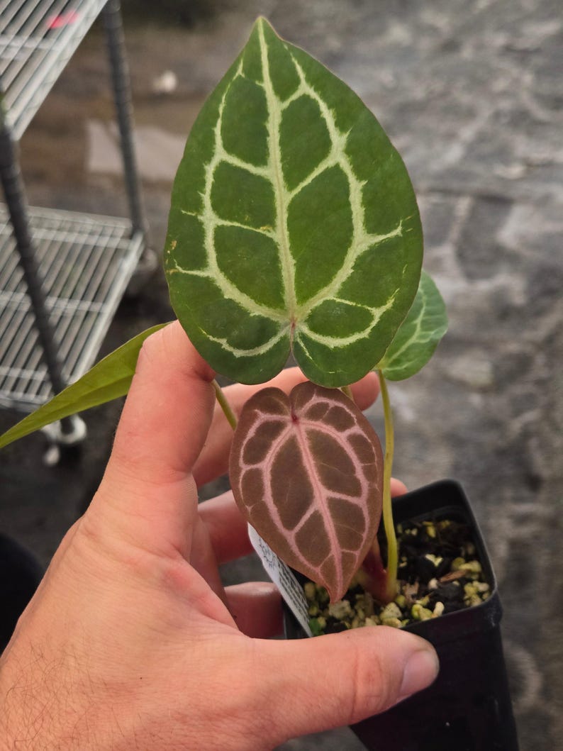 Anthurium 'SKG Red Crystal Mag' x 'Doc Block Purple F2' (A102) imagen 4