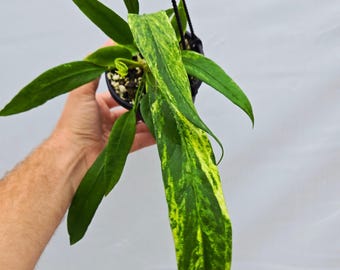 Anthurium Vittariifolium Variegated (SP08)
