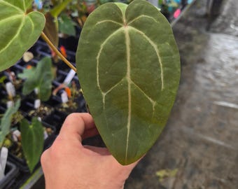 Anthurium ‘Swampmannii Long’ x open (A104)