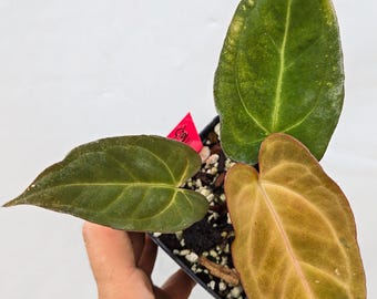 Anthurium Variegated 'Dark Magician' x 'Tim Anderson Stripey Mag Pap' (CS12)