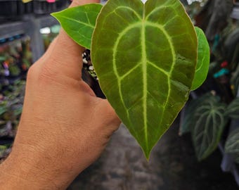 Anthurium 'Swampmannii Long' x  ('Tim Anderson Stripey Mag Pap' or 'Goldenchild') (A121)