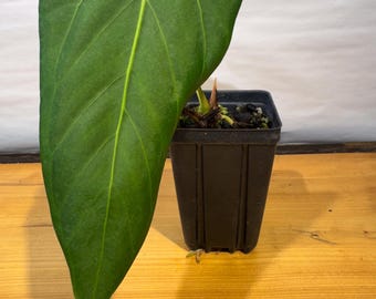 Rvdp X Sp. Nov Df Anthurium — Seedlings - Etsy