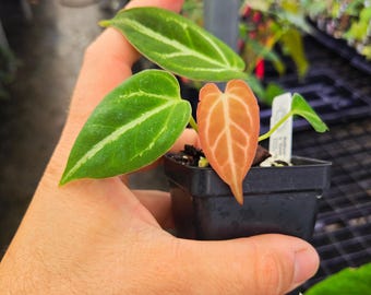 Anthurium ('Caycee'/ 'Griege') x 'Costa Rican Crystal' (A116)