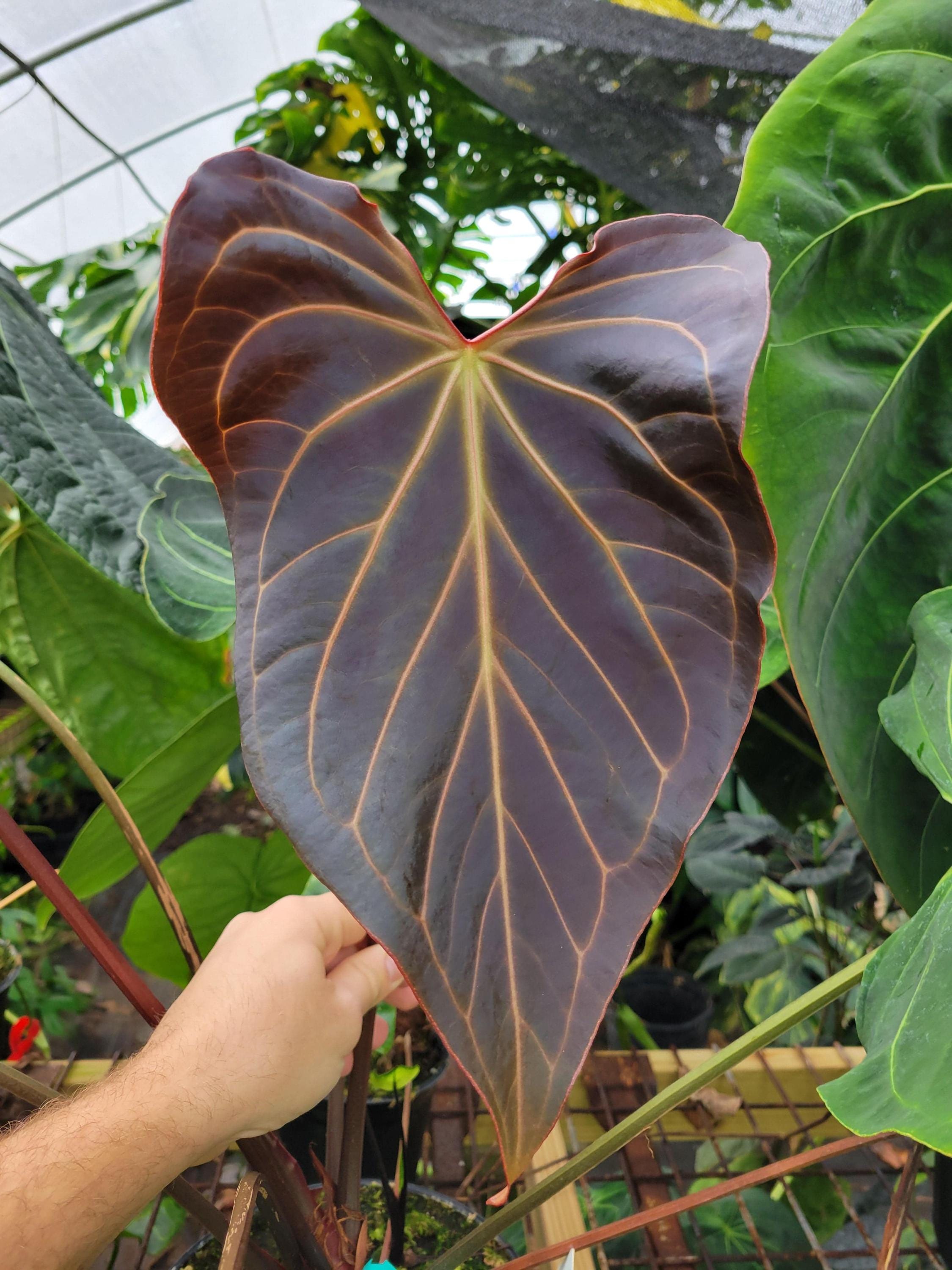 バ*ブ様 アンスリウム（RVDP）×(papifs) Anthurium Bvep X Pap - Etsy