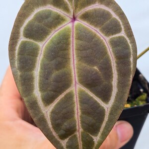 Anthurium 'Swampmannii Long' x 'Doc Block Purple F2' (CS14) Bild 2