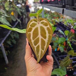 Anthurium 'Doc Block Purple F2' x 'SKG Grey' (A115) image 3