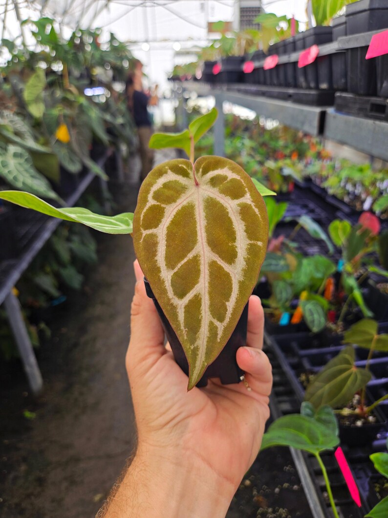 Anthurium 'Doc Block Purple F2' x 'SKG Grey' (A115) image 3