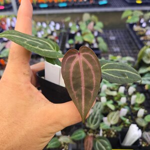 Anthurium 'Doc Block Red F2' x 'Doc Block Purple F2' (A124)
