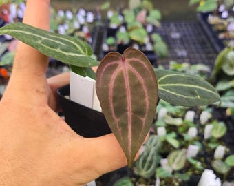 Anthurium 'Doc Block Red F2' x 'Doc Block Purple F2' (A124)