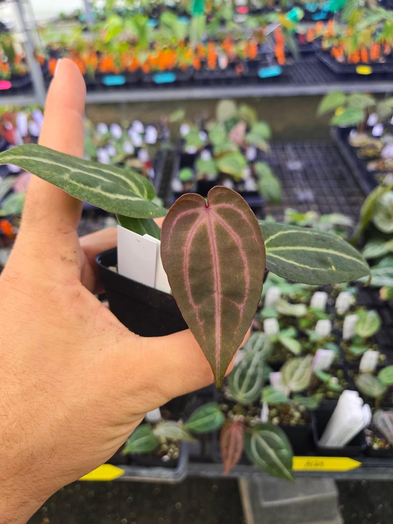 Anthurium 'Doc Block Red F2' x 'Doc Block Purple F2' (A124) image 1