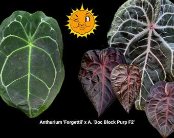 Anthurium 'Forgettii' x A. 'Doc Block Purp F2' (A5)