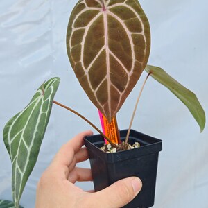 Anthurium 'Swampmannii Long' x 'Doc Block Purple F2' (CS24) image 2