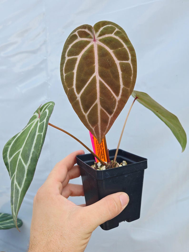 Anthurium 'Swampmannii Long' x 'Doc Block Purple F2' (CS24) image 2