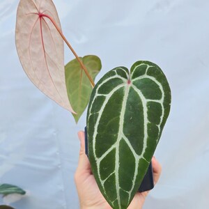 Anthurium 'Swampmannii Long' x 'Doc Block Purple F2' (CS24) image 4