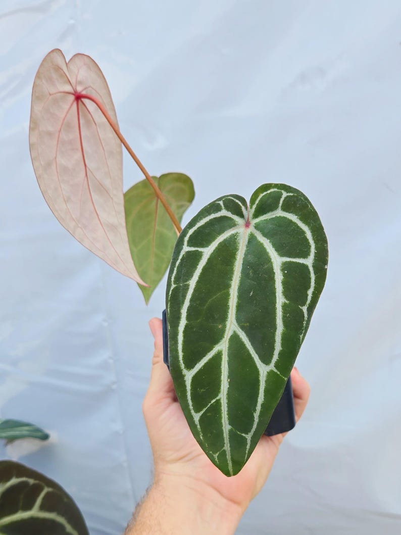 Anthurium 'Swampmannii Long' x 'Doc Block Purple F2' (CS24) image 4