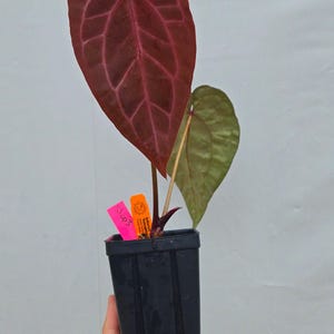 Anthurium 'Doc Block Purple F2' x ('Rotundatum X' / 'Doc Block Purple F2') (CS03) imagen 3