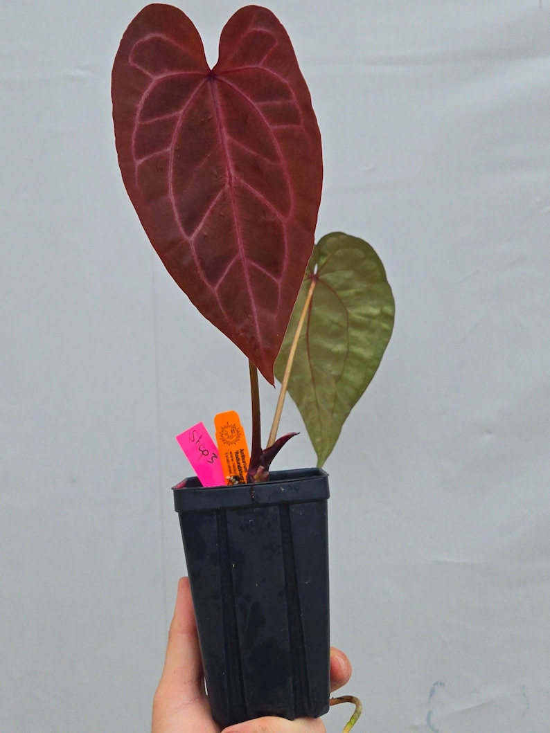 Anthurium 'Doc Block Purple F2' x ('Rotundatum X' / 'Doc Block Purple F2') (CS03) imagen 3