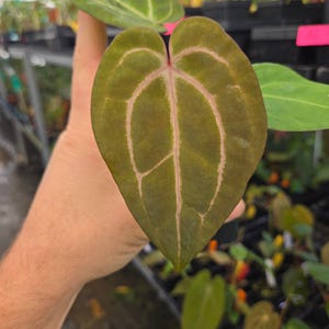 Anthurium 'Swampmannii #1' x 'Doc Block Purple F2' (A83) image 1
