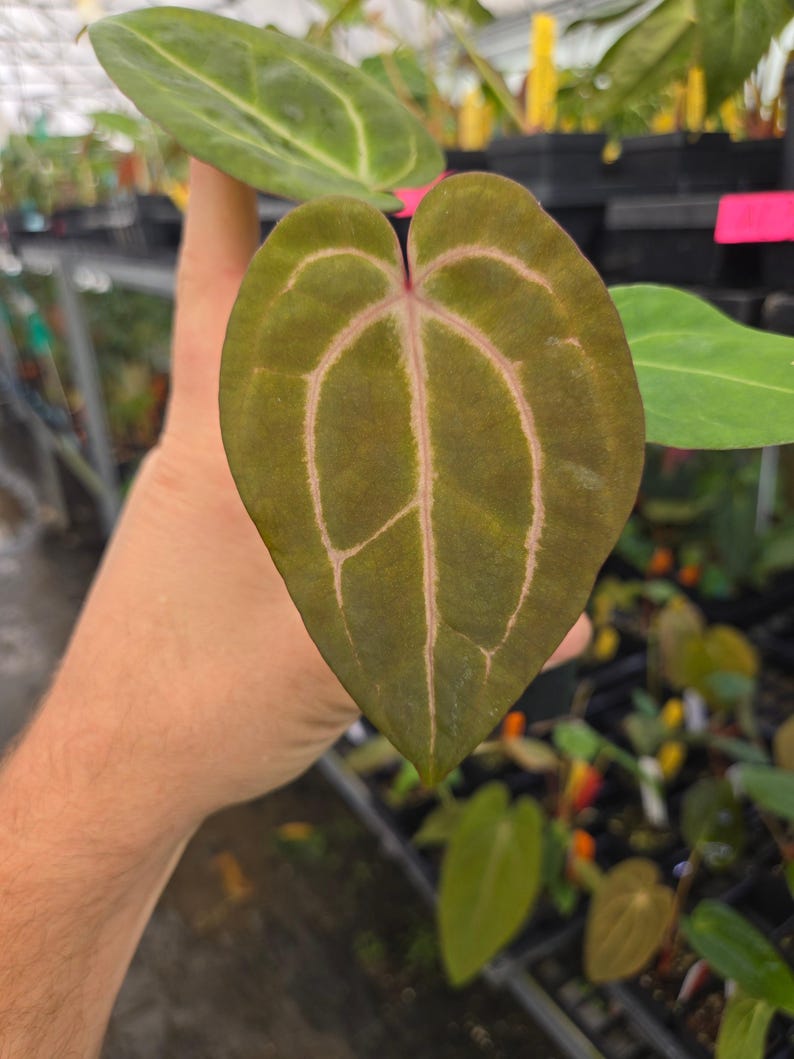 Anthurium 'Swampmannii #1' x 'Doc Block Purple F2' (A83) image 1