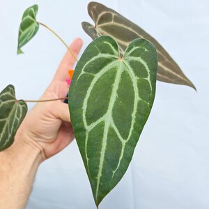 Anthurium 'Swampmannii #3' x ('Rotundatum X' / 'Doc Block Purple F2') (CS25) image 3