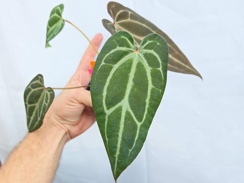 Anthurium 'Swampmannii #3' x ('Rotundatum X' / 'Doc Block Purple F2') (CS25) image 3