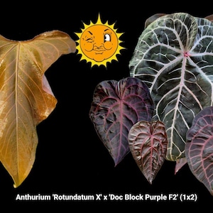 May include: An image showcasing various Anthurium leaves, including the 'Rotundatum X' x 'Doc Block Purple F2' variety. The leaves display a range of colors from deep purple to green with prominent veining. A cartoon sun is also present.