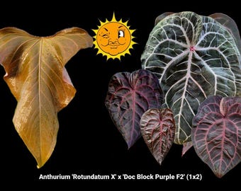 Anthurium 'Rotundatum X' x 'Doc Block Purple F2' (1x2) (A35)