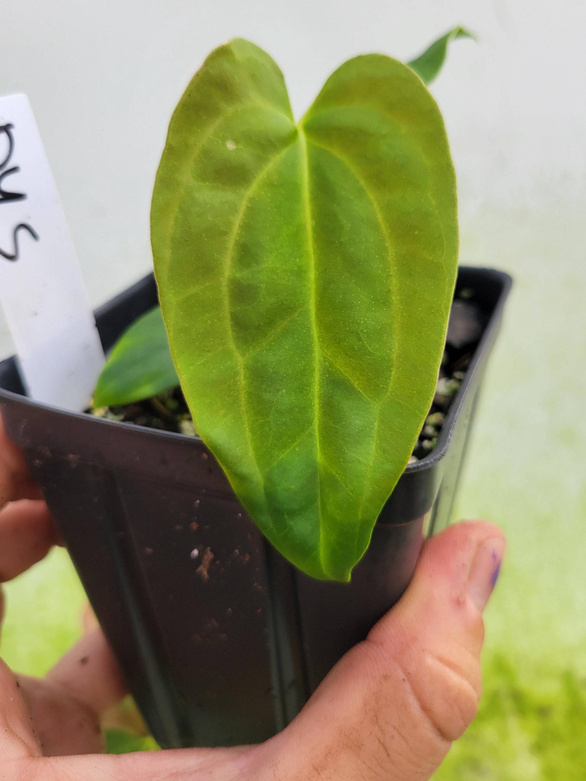 A. Ree garden's papillilaminum self Anthurium Papillilaminum