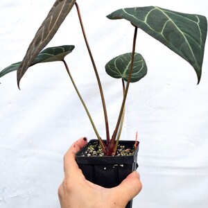 Anthurium 'Doc Block Purple F2' x ('Rotundatum X'/'Doc Block Purple F2') (CS15) afbeelding 3
