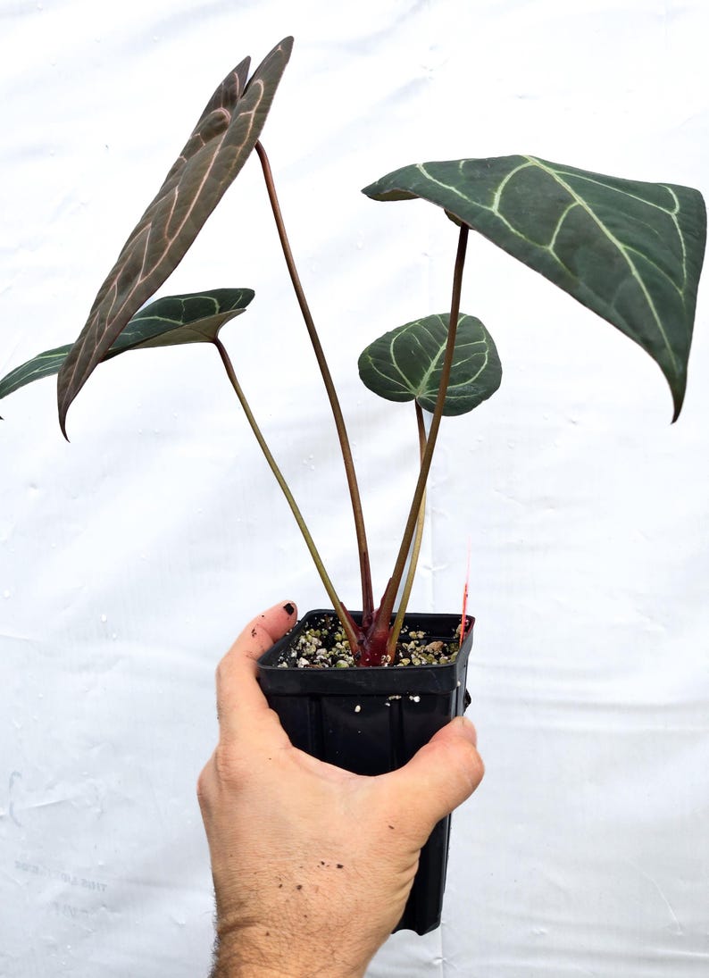 Anthurium 'Doc Block Purple F2' x ('Rotundatum X'/'Doc Block Purple F2') (CS15) afbeelding 3