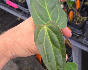 Anthurium ‘Non-Regale NOID’ x ‘Rotundatum X’ (A96)