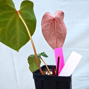 Anthurium 'Tim Anderson Stripey Mag Pap' x 'Doc Block Purple F2' (CS10) image 2