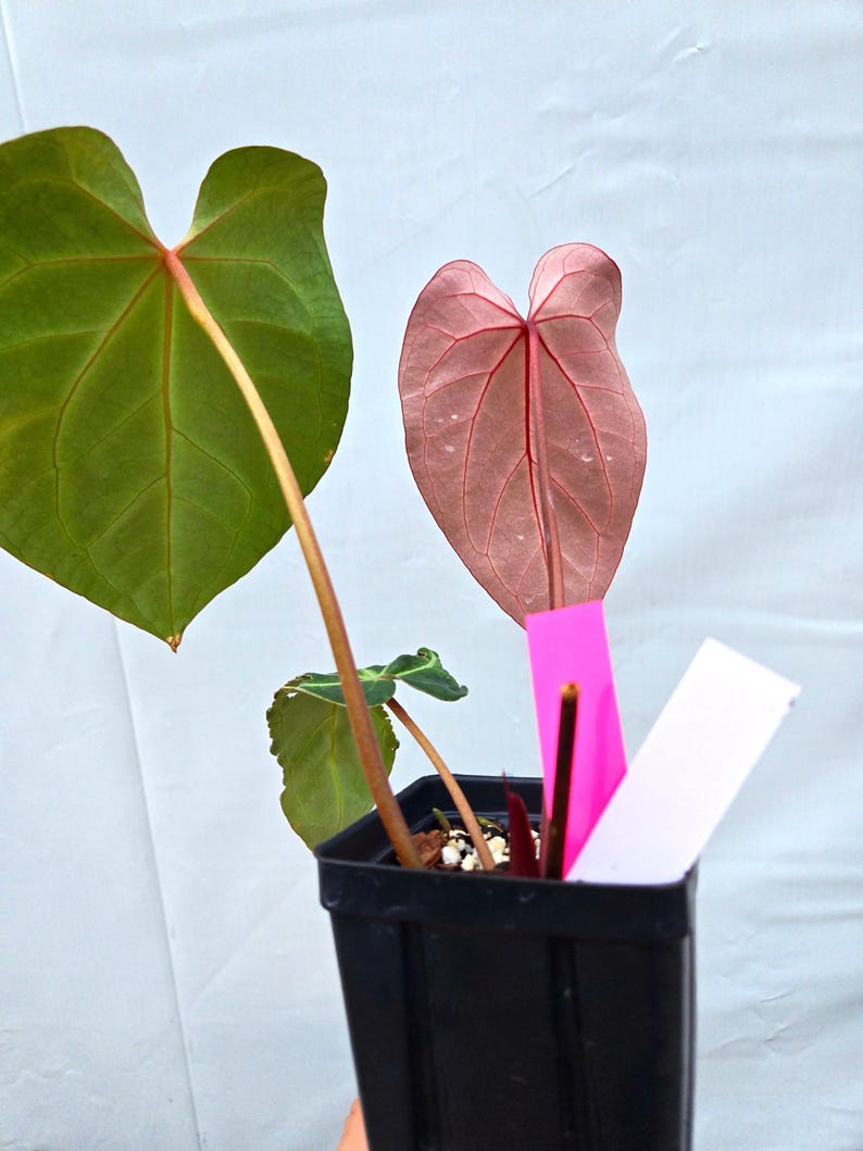 Anthurium 'Tim Anderson Stripey Mag Pap' x 'Doc Block Purple F2' (CS10) image 2