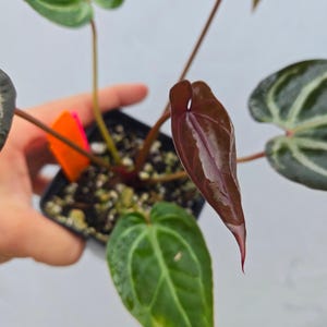 Anthurium 'Doc Block Purple F2' x ('Rotundatum X' / 'Doc Block Purple F2') (CS04) image 3