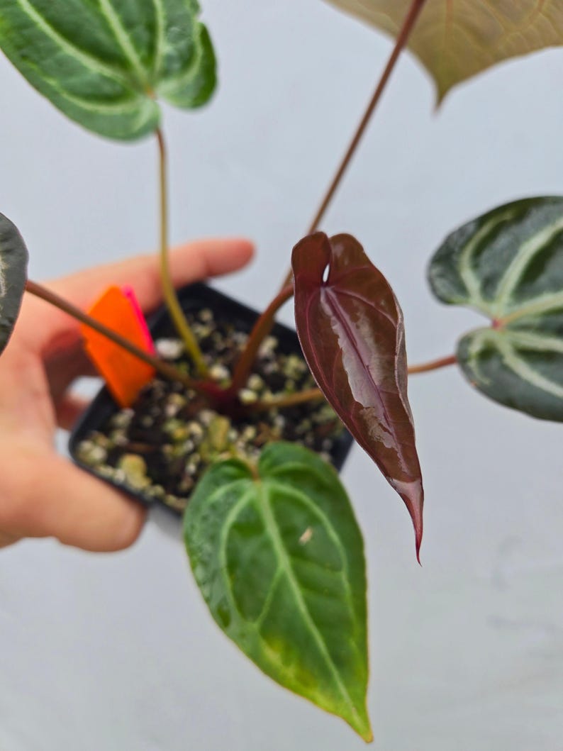 Anthurium 'Doc Block Purple F2' x ('Rotundatum X' / 'Doc Block Purple F2') (CS04) image 3