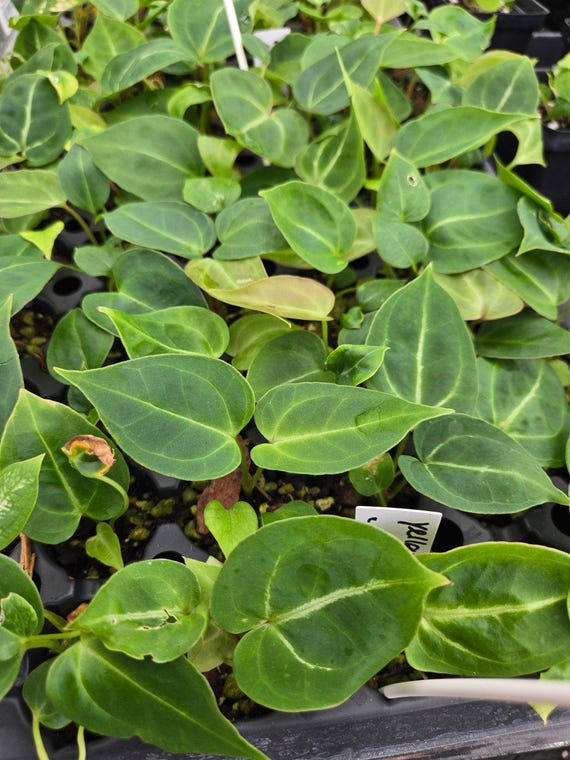 Anthurium 'yellow Berry' X A. 'rotundatum X' (A40) - Etsy