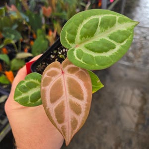 Anthurium Doriyaki Silver x 'Doc Block Purple F2' (A105) image 1