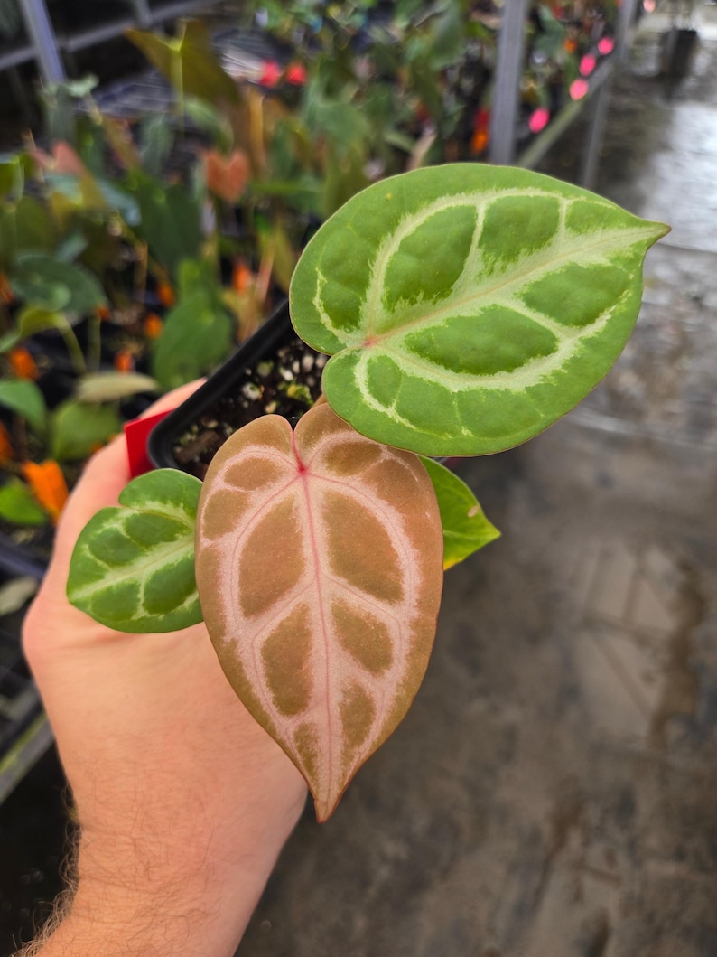 Anthurium Doriyaki Silver x 'Doc Block Purple F2' (A105) image 1